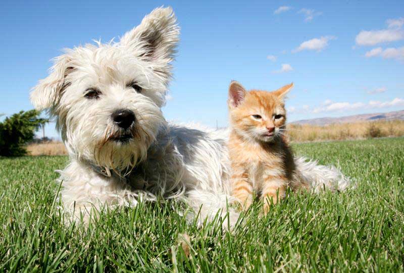 Puppy & Kitten Care  Akron, OH 