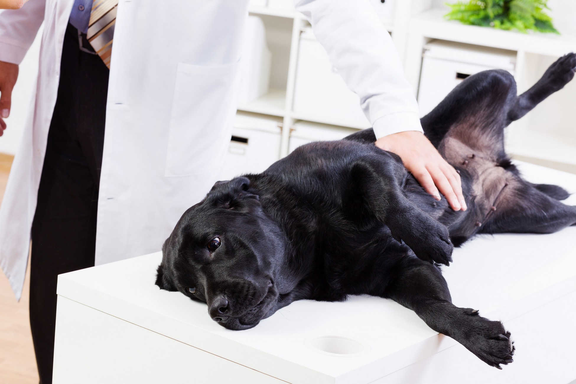 Veterinary Services in Akron, OH | Akron Animal Clinic LLC